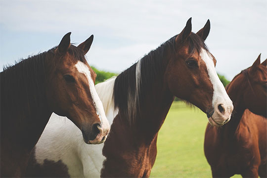 Farm & Equine